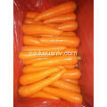 Anqiu Carrot ფორთოხლის ფერით